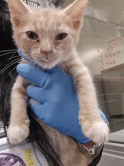 Adoptable Cat