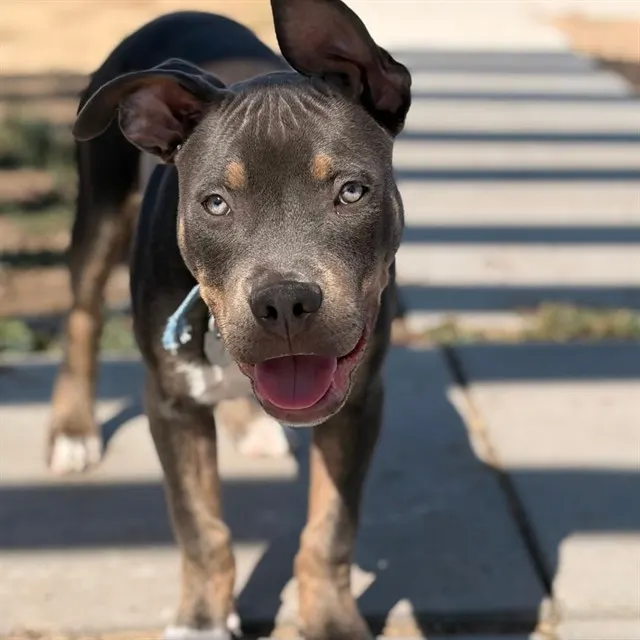 Wilbur