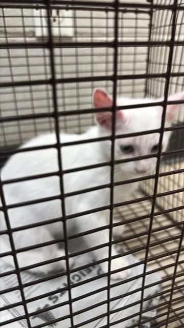 Adoptable Cat