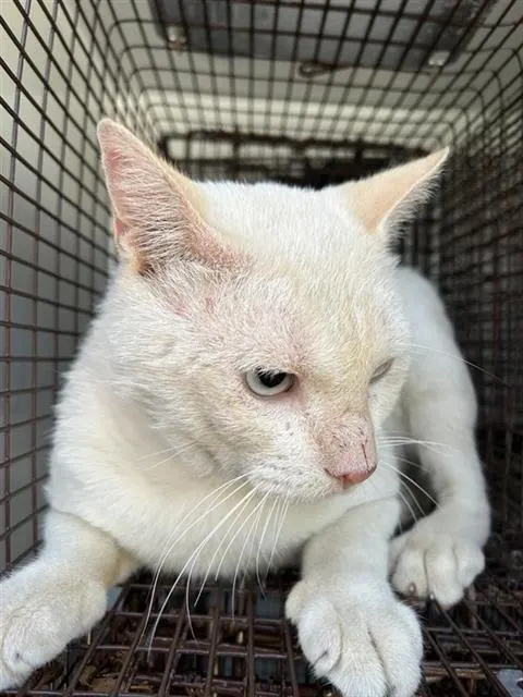 Adoptable Cat