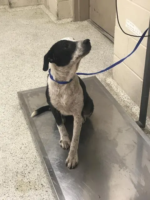Adoptable Dog