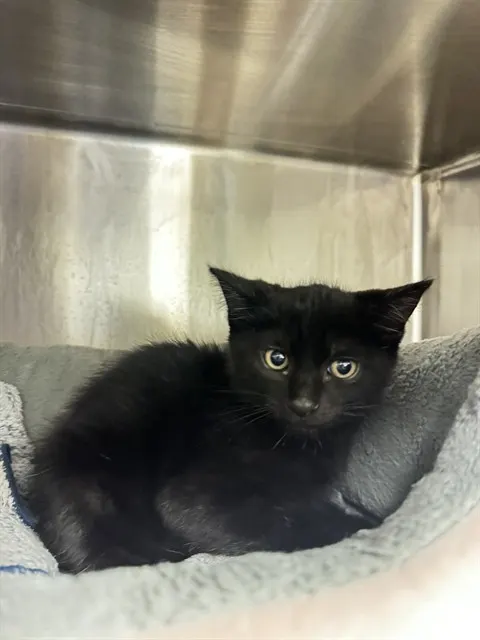 Salem