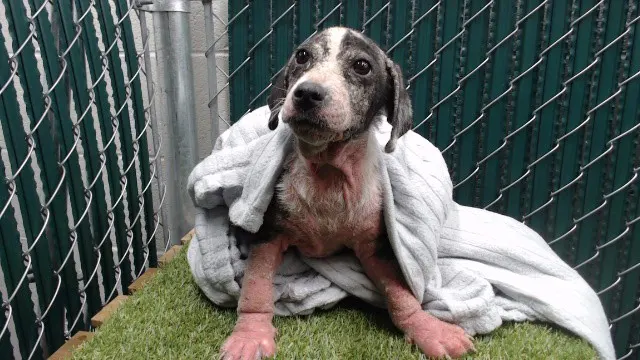 Adoptable Dog