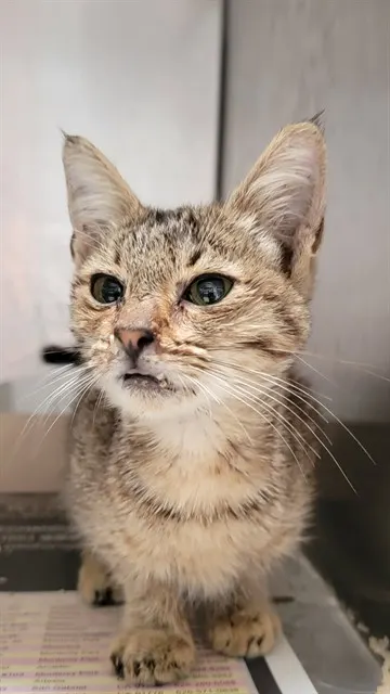 Harriet
