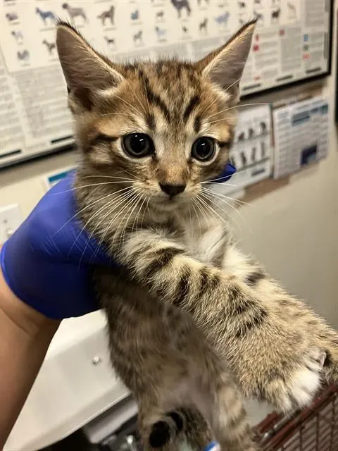 *Cheerio