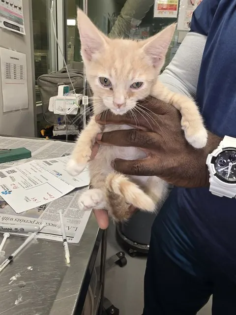 Adoptable Cat