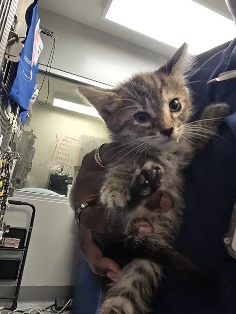Adoptable Cat