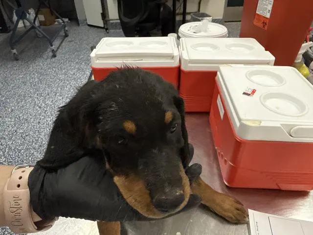 Adoptable Dog