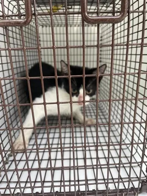 Adoptable Cat