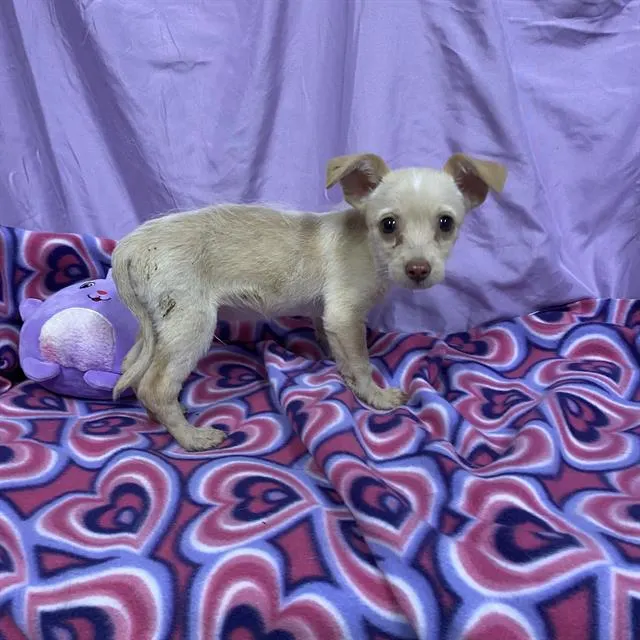 Adoptable Dog