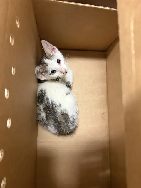 Adoptable Cat