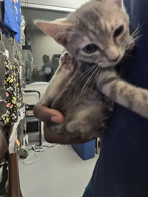 Adoptable Cat