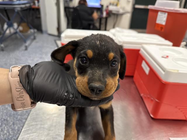 Adoptable Dog