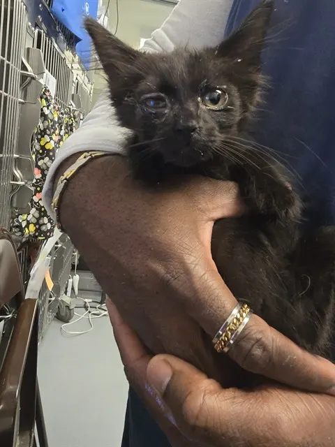 Adoptable Cat