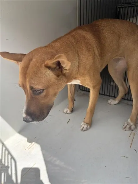 Adoptable Dog