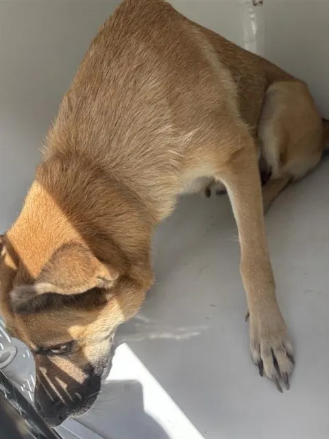 Adoptable Dog