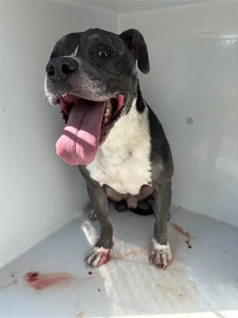 Adoptable Dog