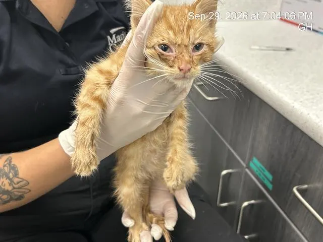 Adoptable Cat