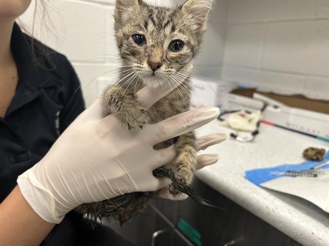 Adoptable Cat