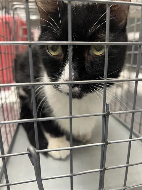 Tuxedo
