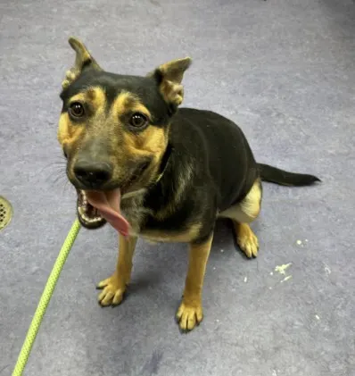 Adoptable Dog
