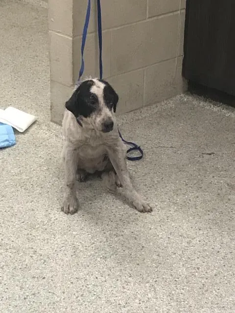 Adoptable Dog