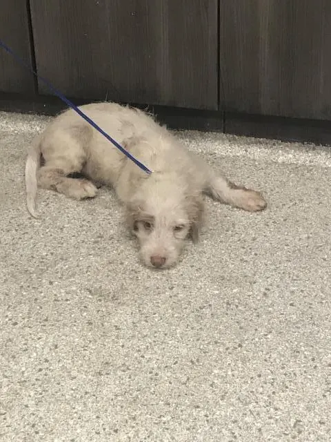 Adoptable Dog