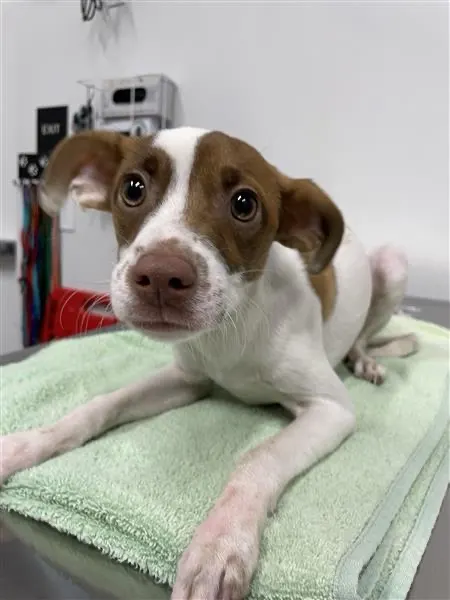 Adoptable Dog