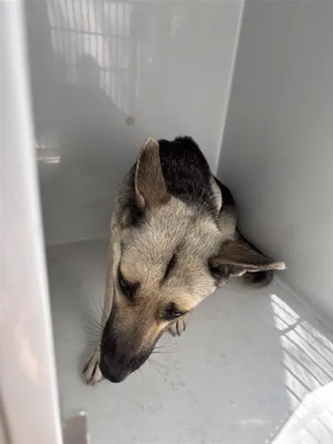 Adoptable Dog
