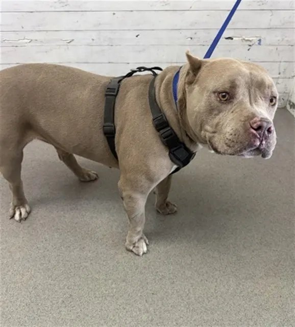 Taz