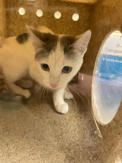 Adoptable Cat