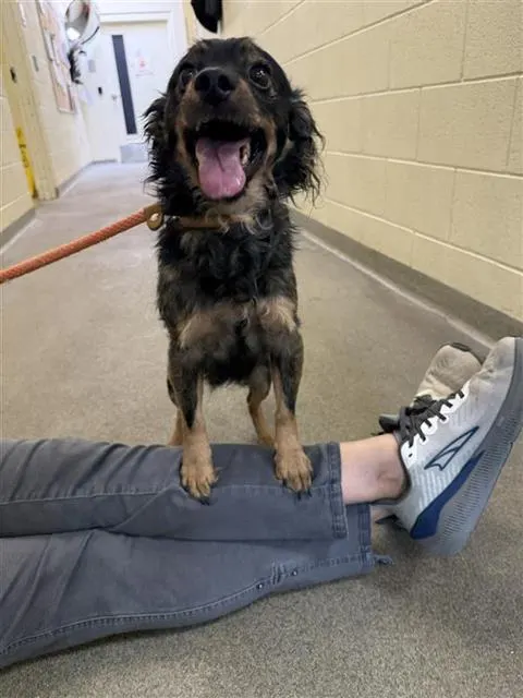 Adoptable Dog