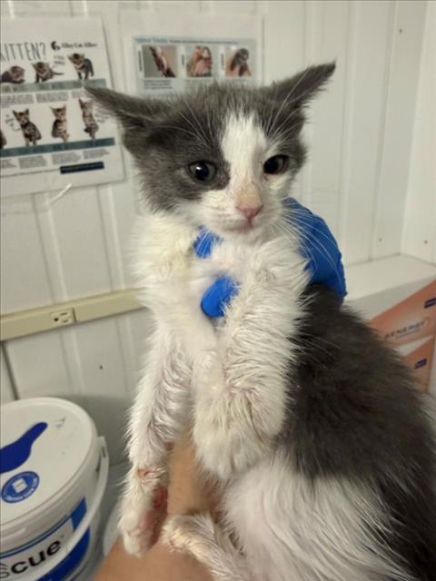 Adoptable Cat
