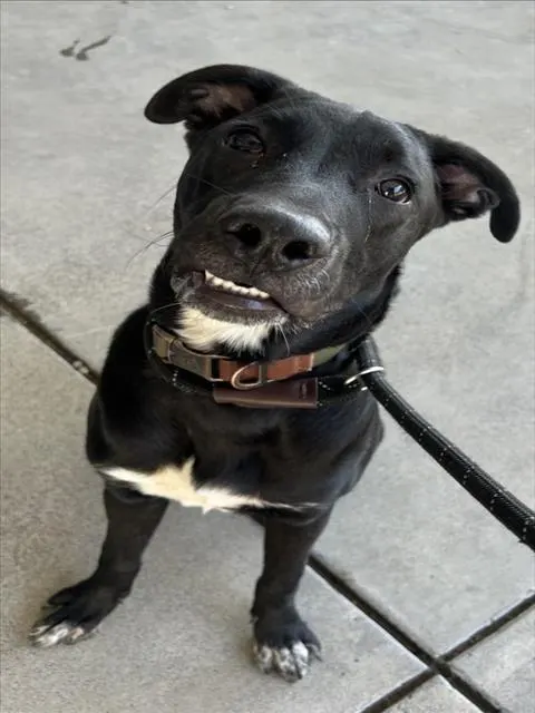 *Ranger
