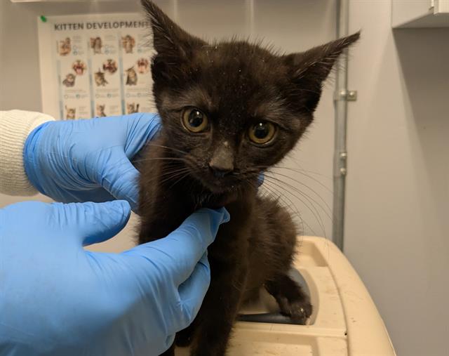 Poppy