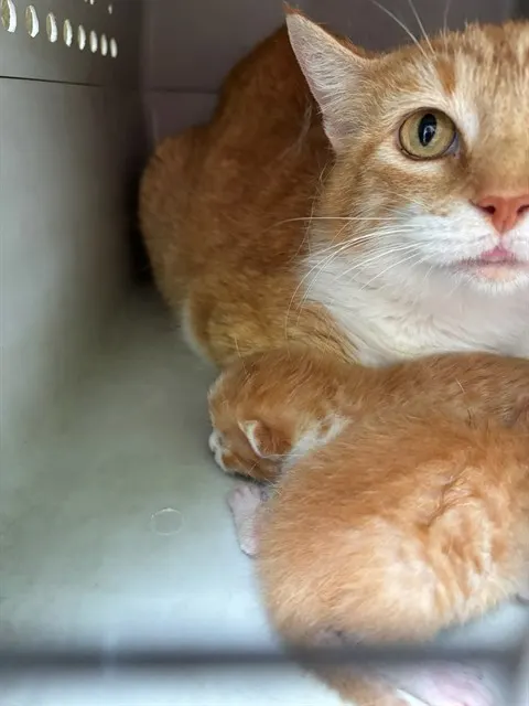 Paprika