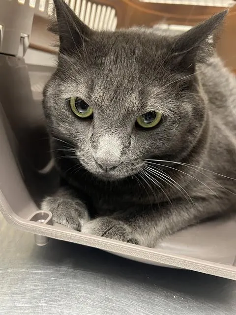 Smokey