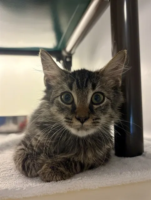 Sir Lancelot