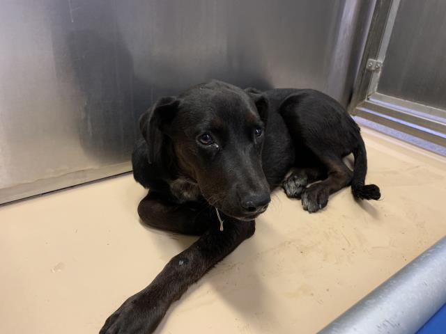 Adoptable Dog