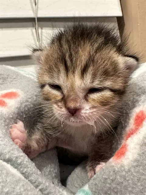 Cutie