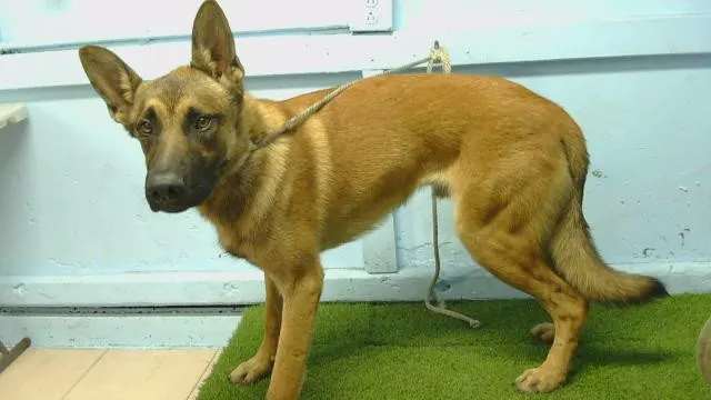 Adoptable Dog