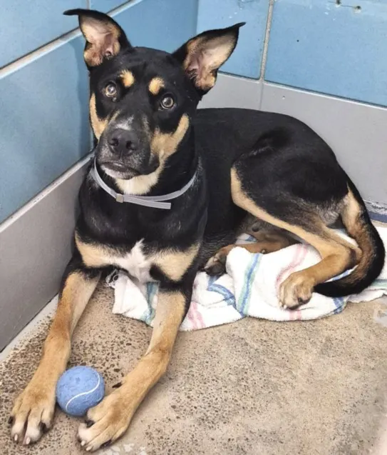 Adoptable Dog