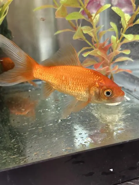 *Nora