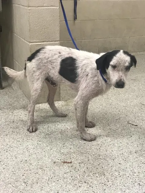 Adoptable Dog