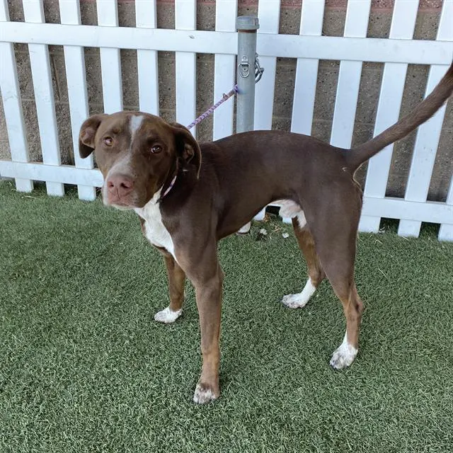 Adoptable Dog