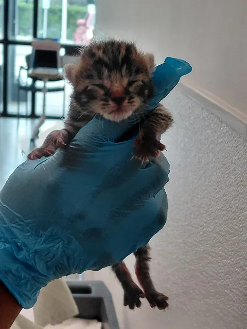 Adoptable Cat