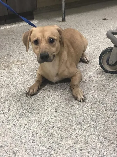 Adoptable Dog