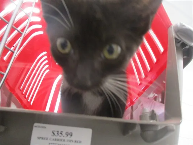 Adoptable Cat