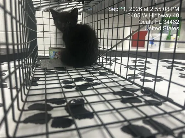 Adoptable Cat