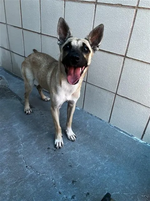 Leila